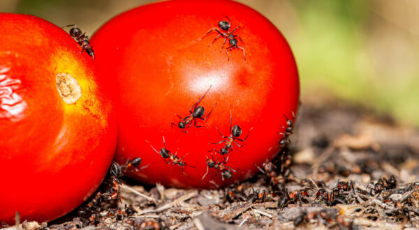 Ant Treatment