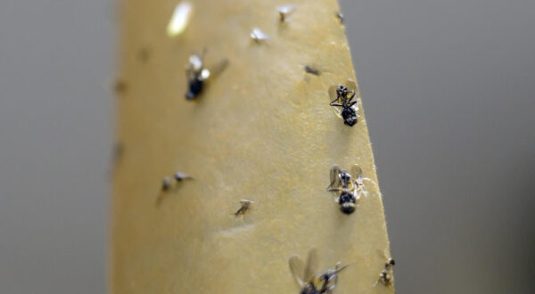 Fly repellent treatment