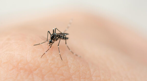 Anti-Mosquito Treatment