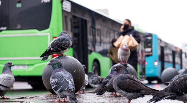 Anti-Pigeon Treatment